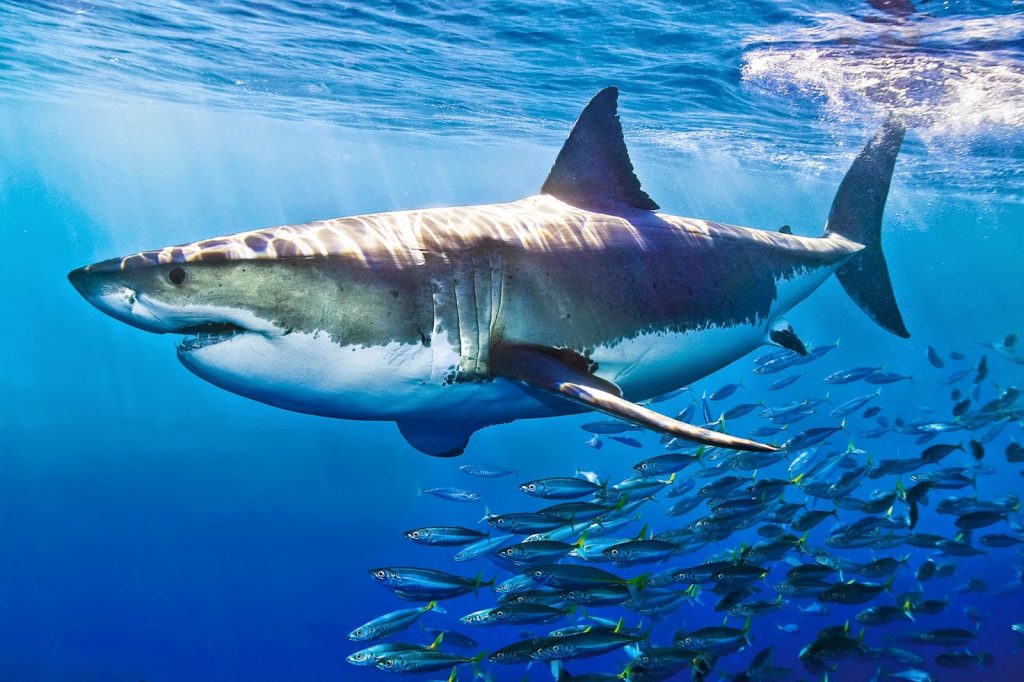 Tính chất Sụn vi cá mập